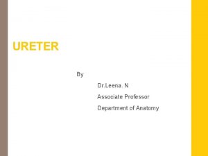 URETER By Dr Leena N Associate Professor Department