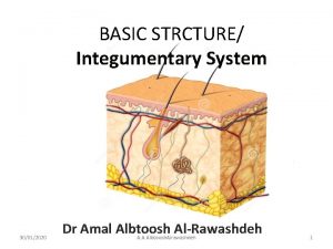 BASIC STRCTURE Integumentary System 30012020 Dr Amal Albtoosh