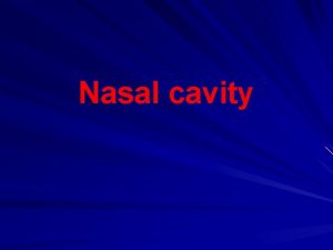 Nasal cavity The nose consists of the external