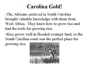 Carolina Gold The Africans enslaved in South Carolina