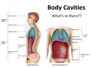 Body Cavities Whats in there Body Cavities Spaces