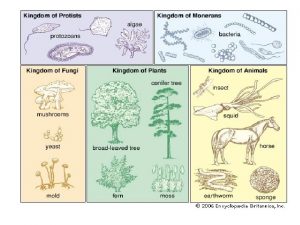 BACTERIA NOTES Bacteria Which one Coccus spirilla bacillus