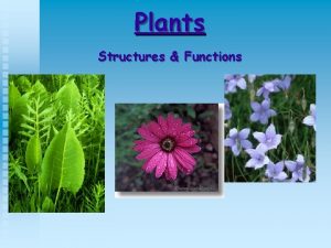 Plants Structures Functions Characteristics of Plants n Eukaryotic