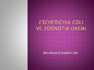 Mikrobiyoloji Anabilim Dal Escherichia coli hayvanlarn ve insanlarn