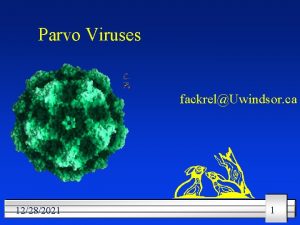 Parvo Viruses fackrelUwindsor ca 12282021 1 Parvo Viruses