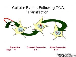 Cellular Events Following DNA Transfection Expression Day 0