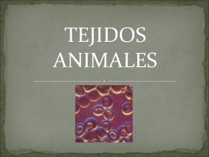 TEJIDOS ANIMALES HISTOLOGIA La histologa del griego hists