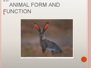 Fig 40 1 ANIMAL FORM AND FUNCTION ANIMAL