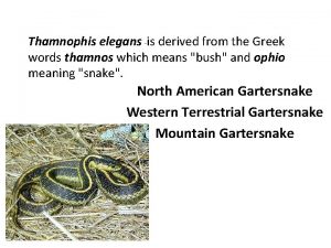 Thamnophis elegans is derived from the Greek words