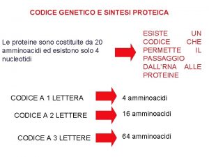 CODICE GENETICO E SINTESI PROTEICA Le proteine sono