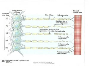 Neurolemma outer covering of axons Polarized membrane diff