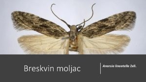 Breskvin moljac Anarsia lineatella Zell Osim breskve napada