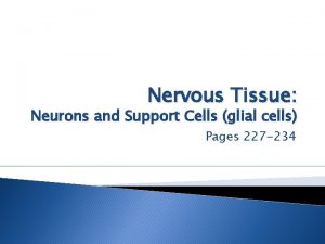 Nervous Tissue Neurons and Support Cells glial cells