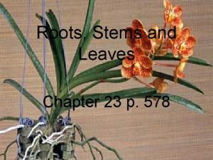 Roots Stems and Leaves Chapter 23 p 578