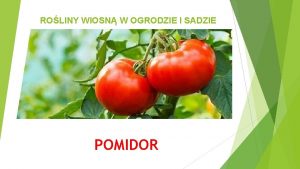 ROLINY WIOSN W OGRODZIE I SADZIE POMIDOR KTRE