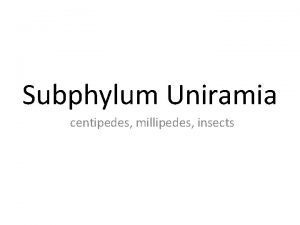 Subphylum Uniramia centipedes millipedes insects Arthropoda Classification Phylum