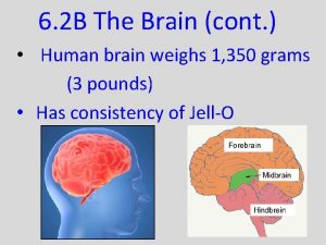 6 2 B The Brain cont Human brain