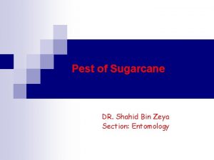 Pest of Sugarcane DR Shahid Bin Zeya Section