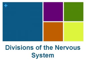 Divisions of the Nervous System Central Nervous System