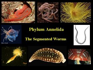 Phylum Annelida The Segmented Worms Annelida Characteristics Triploblastic