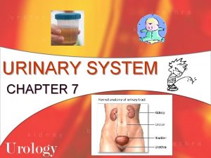 URINARY SYSTEM CHAPTER 7 WASTE PRODUCTS l l