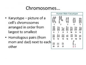 Chromosomes Karyotype picture of a cells chromosomes arranged