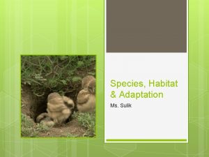Species Habitat Adaptation Ms Sulik Outline Correct and
