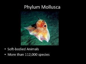 Phylum Mollusca Softbodied Animals More than 112 000