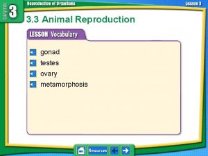 3 3 Animal Reproduction gonad testes ovary metamorphosis