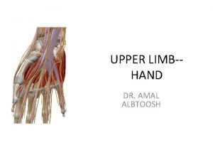 UPPER LIMBHAND DR AMAL ALBTOOSH ORGANIZATION OF THE