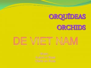 ORQUDEAS ORCHIDS Music Autum in Rose Otoo en