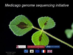 Medicago genome sequencing initiative Nevin Dale Young January