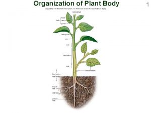 Organization of Plant Body 1 Vegetative Organs of