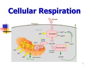 Cellular Respiration 1 CELLULAR RESPIRATION n n Catabolic