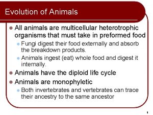 Evolution of Animals l All animals are multicellular