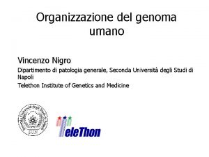 Organizzazione del genoma umano Vincenzo Nigro Dipartimento di