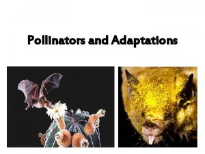 Pollinators and Adaptations Nature wind animals Plants rely