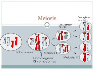 Meiosis Key Terms Diploid a cell with two