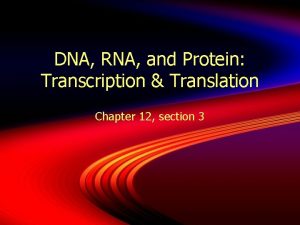 DNA RNA and Protein Transcription Translation Chapter 12