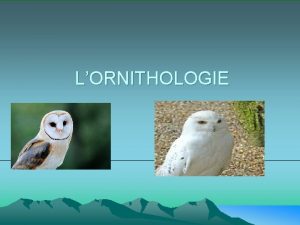 LORNITHOLOGIE Lornithologie questce que cest Lornithologie est la