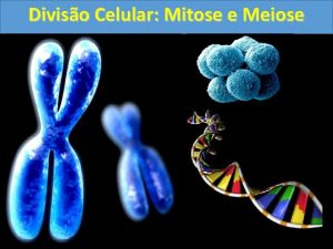 Diviso Celular Mitose e Meiose Cromossomo Estrutura que