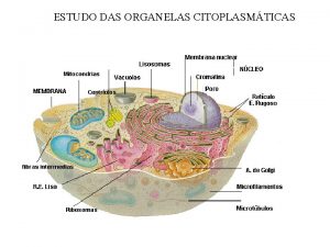 ESTUDO DAS ORGANELAS CITOPLASMTICAS Retculo Endoplasmtico Rugoso funes