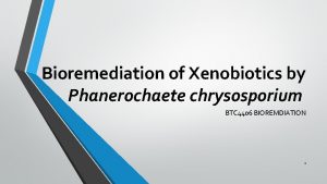 Bioremediation of Xenobiotics by Phanerochaete chrysosporium BTC 4406