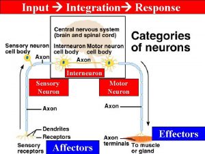 Input Integration Response Interneuron Sensory Neuron Motor Neuron