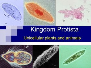 Kingdom Protista Unicellular plants and animals General Information