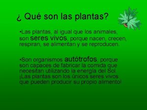 Qu son las plantas Las plantas al igual