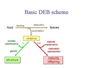 Basic DEB scheme food feeding defecation faeces assimilation