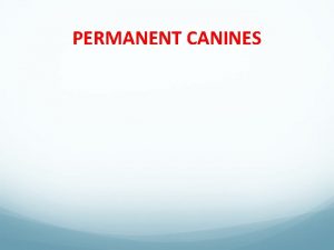 PERMANENT CANINES PERMANENT CANINES Notes about the canines