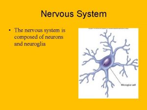 Nervous System The nervous system is composed of