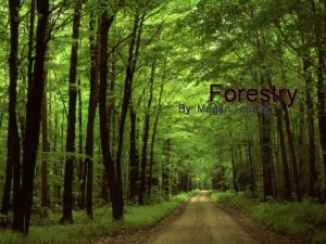 Forestry By Megan Topping Eastern Hemlock Tsuga canadensis